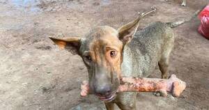 La Nación / Huellitas Paraguay deja de rescatar perros por falta de recursos
