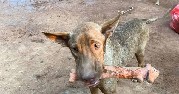 La Nación / Huellitas Paraguay deja de rescatar perros por falta de recursos