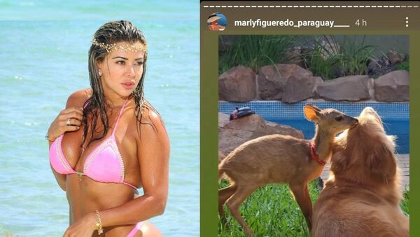 Marly mostró que tiene un venado y la trozaron