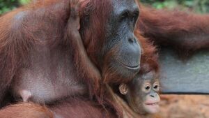 Orangutanes adaptan vocabulario al entorno social, como los humanos