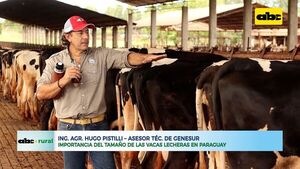 Importancia del tamaño de las vacas lecheras en Paraguay - ABC Rural - ABC Color