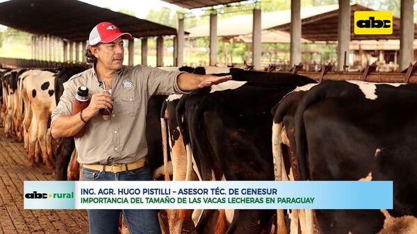 Importancia del tamaño de las vacas lecheras en Paraguay - ABC Rural - ABC Color