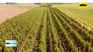 Crecimiento del sector Forestal con grandes oportunidades laborales - ABC Rural - ABC Color