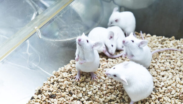 Probaron con éxito en ratones un medicamento que previene la muerte por Covid