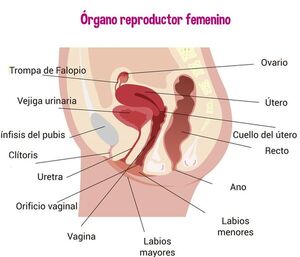 Aparato reproductor femenino - Escolar - ABC Color