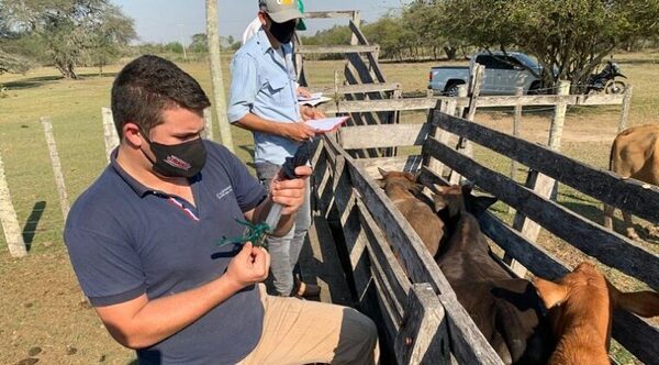 Vacunación antiaftosa inicia su última semana