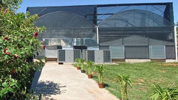 Industria florícola se expande con la apertura de un invernadero en Capiatá