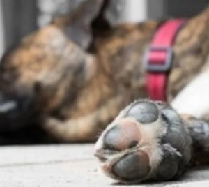 Procesan a anciano por supuesto maltrato animal en Alto Paraná - Paraguay.com
