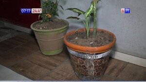 Ni las planteras se salvan de los robos en Luque