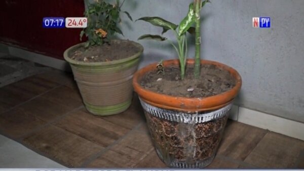 Ni las planteras se salvan de los robos en Luque