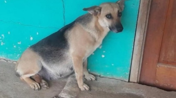 Imputan a un anciano que golpeó y mató a una perrita embarazada - Noticiero Paraguay