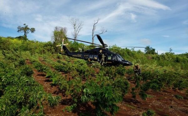 Fuerte ofensiva contra la producción y tráfico de marihuana en la frontera de Paraguay y Brasil