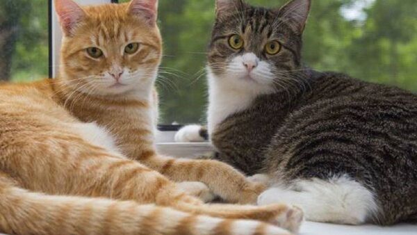 Realizarán jornada gratuita de castración felina en Asunción