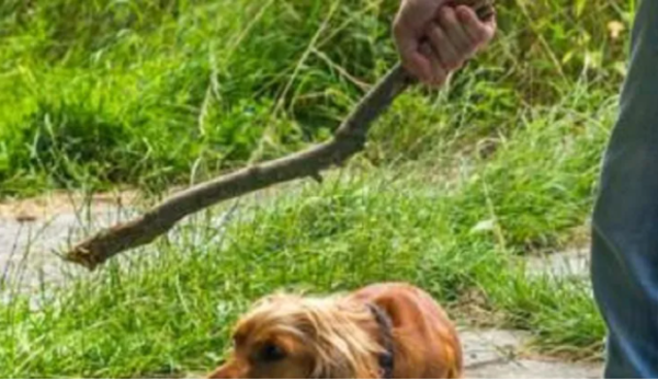 Presidente Franco: Imputan a un hombre que causó muerte de su mascota