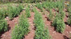 Nueva Alianza XXX: destruyen 109 toneladas de marihuana en Amambay - Nacionales - ABC Color