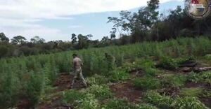 Operativo “Nueva Alianza 30” inició con 109 toneladas de marihuana sacada de circulación - Radio Imperio