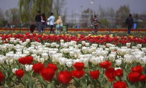 La Cachemira india reabre el jardín de tulipanes más grande de Asia - Viajes - ABC Color