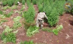 Destruyen 109 toneladas de marihuana en Amambay - OviedoPress