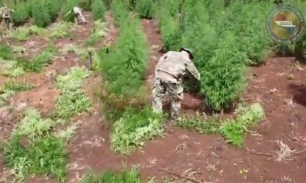 Destruyen 109 toneladas de marihuana en Amambay - OviedoPress