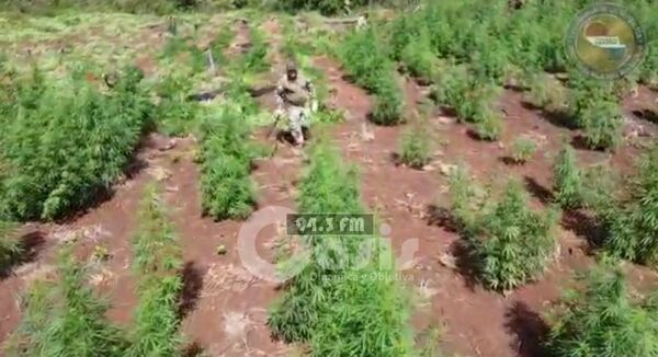 Operativo Nueva Alianza XXX: Destruyen 36 Hectáreas en zona de Capitán Bado