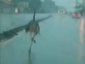 Crónica / [Video] ¡Ñandú perdido en plena avenida, en medio del diluvio!