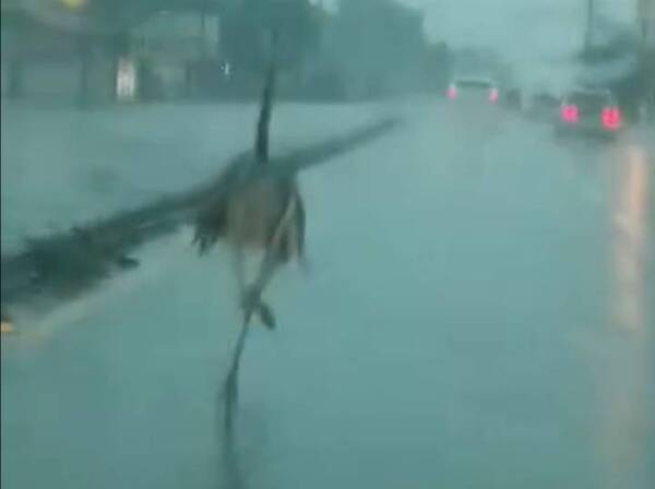 Crónica / [Video] ¡Ñandú perdido en plena avenida, en medio del diluvio!