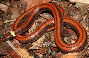 Investigadores registran nueva especie de serpiente para la ciencia mundial | Lambaré Informativo