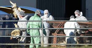 La Nación / Francia: sacrifican 10 millones de aves por gripe aviar