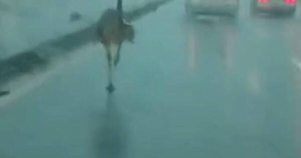 La Nación / En medio del temporal, apareció un desorientado ñandú en Acceso Sur