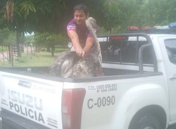 Crónica / Ñandú perdida regresó a casa sana y salva con ayuda de la policía