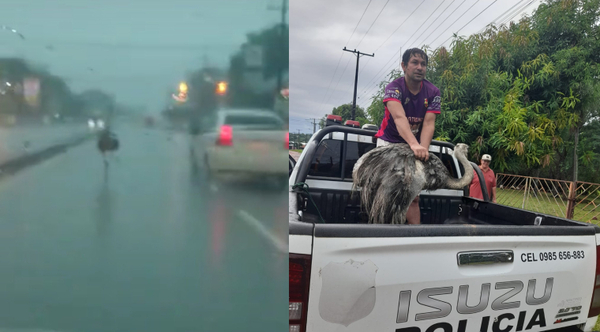 Diario HOY | "Pipita", el avestruz que se dio un paseo por Acceso Sur y fue recapturado