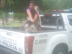 “Pipita”, la avestruz fugitiva retorna a casa