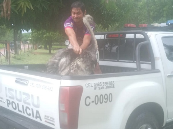 “Pipita”, la avestruz fugitiva retorna a casa