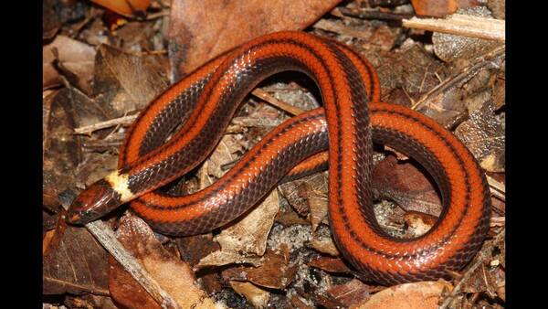 Diario HOY | Descubren una nueva especie de serpiente subterránea en Paraguay