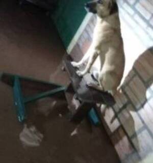 Crónica / Hasta firulais fue afectado por las inundaciones