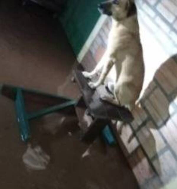 Crónica / Hasta firulais fue afectado por las inundaciones