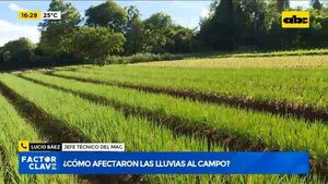 ¿Cómo afectan las lluvias a la producción agrícola? - Factor Clave - ABC Color