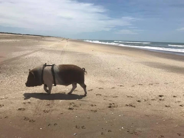 Bondiola, el cerdo mascota que se volvió viral porque lo sacan a pasear por Lanús
