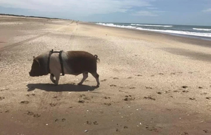 Argentina: Así es la vida de Bondiola, el chancho mascota que es viral en redes