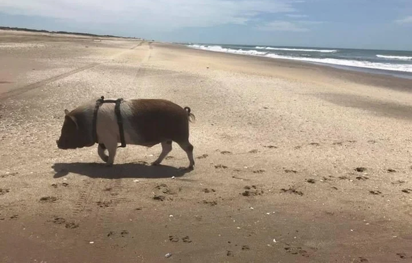 Argentina: Así es la vida de Bondiola, el chancho mascota que es viral en redes