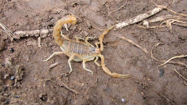 Quiso matar a un alacrán, pero fue picada por el insecto