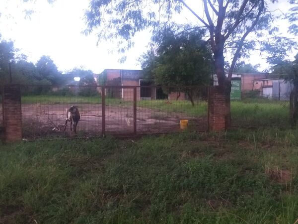 Huevos caros, entonces roban más de 30 gallinas en Coronel Bogado