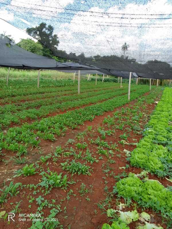 Frecuentes lluvias permiten a horticultores reponer producción - La Clave