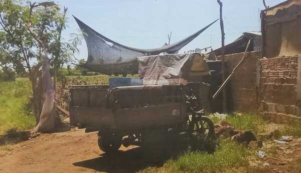 Mal vecino habría dado comida con vidrios curuvicados a un jagua ajeno para matarlo - La Clave