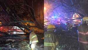Frondoso árbol cae y casi aplasta a un vehiculo en Capitán Miranda