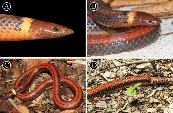 Investigadores hallan y registran nueva especie de serpiente para la ciencia mundial | OnLivePy