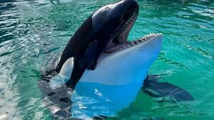 Orca que lleva 50 años cautiva será evaluada periódicamente