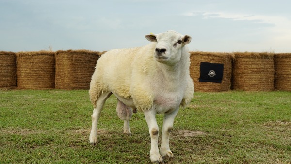 Ferusa remata una “calidad sobresaliente” de Hampshire y Texel de Integración Élite
