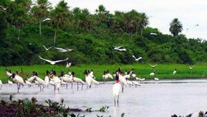 No son yuyales: “Paraguay posee un potencial turístico en los humedales y en avistamiento de aves”