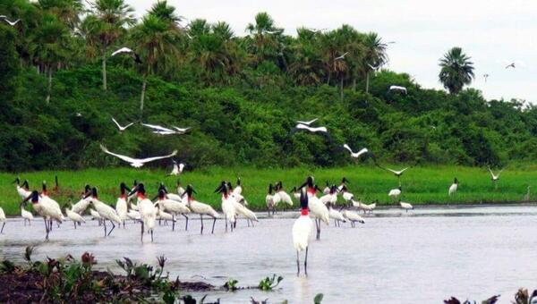 No son yuyales: “Paraguay posee un potencial turístico en los humedales y en avistamiento de aves”
